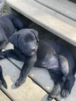 Yellow Boy, a male Labrador Retriever for sale in Evanston, IN – Photo 3 of 5