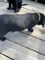 Yellow Boy, a male Labrador Retriever for sale in Evanston, IN – Photo 5 of 5