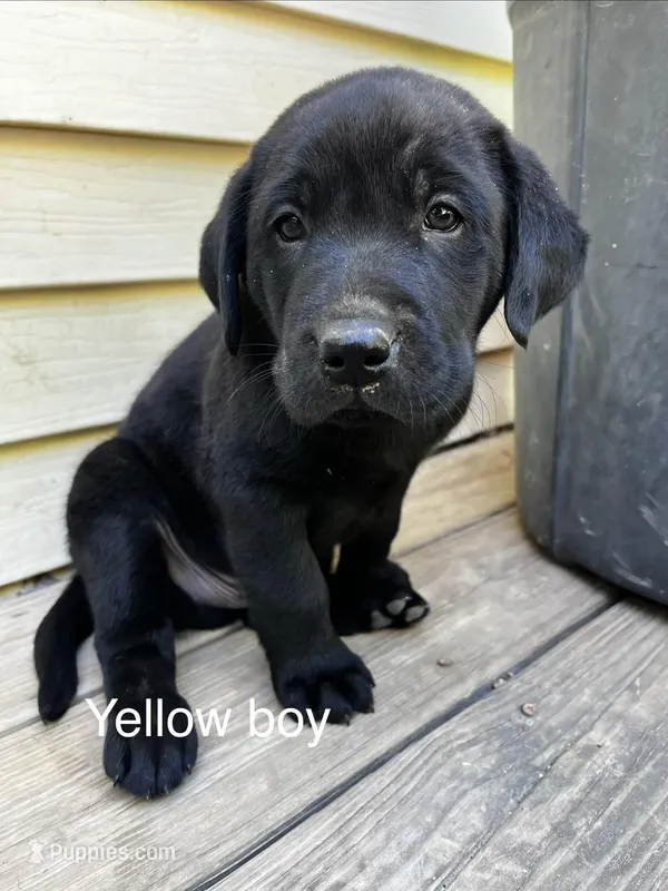 Yellow Boy – Labrador Retriever puppy for sale in Evanston, IN