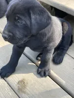 Yellow Boy, a male Labrador Retriever for sale in Evanston, IN – Photo 2 of 5