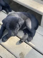 Yellow Boy, a male Labrador Retriever for sale in Evanston, IN – Photo 4 of 5