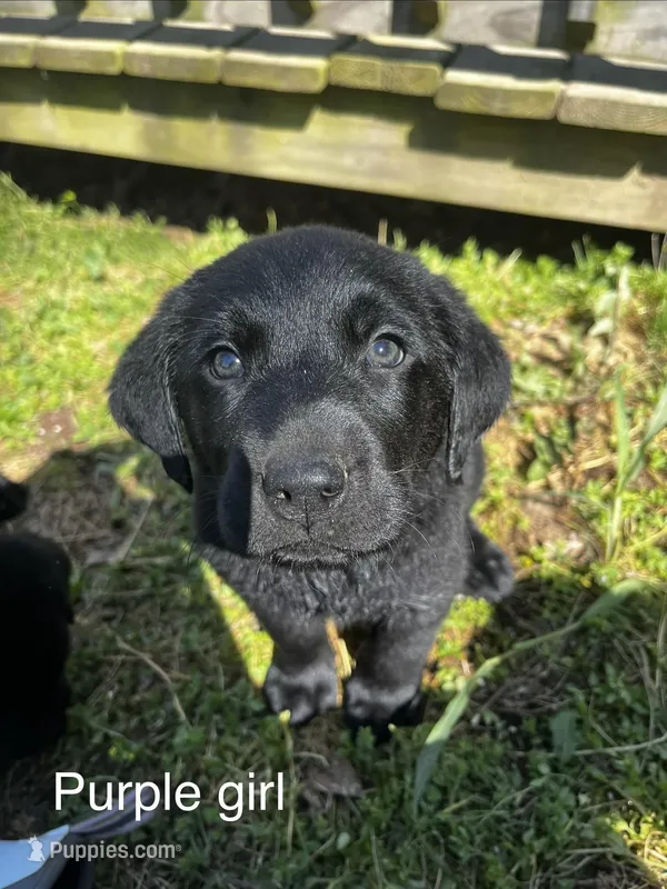 Purple Girl – Labrador Retriever puppy for sale in Evanston, IN