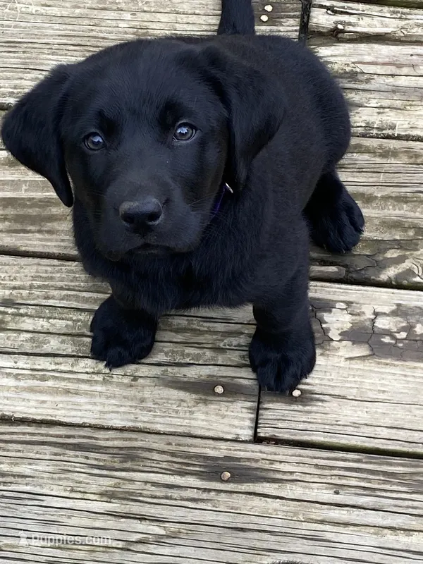 Purple Girl – Labrador Retriever puppy for sale in Evanston, IN