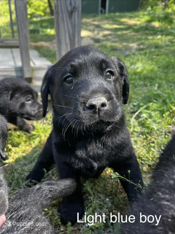Light Blue Boy – Labrador Retriever puppy for sale in Evanston, IN