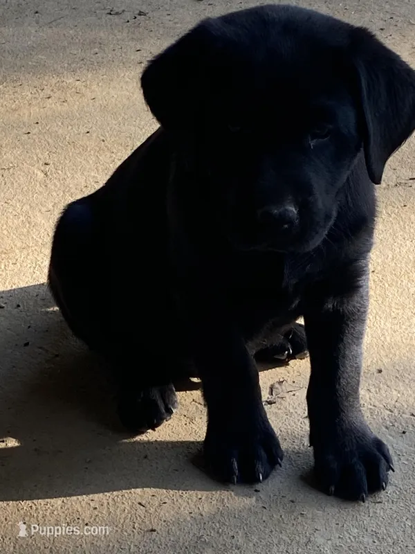 Orange Boy – Labrador Retriever puppy for sale in Evanston, IN