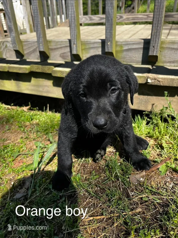 Orange Boy – Labrador Retriever puppy for sale in Evanston, IN