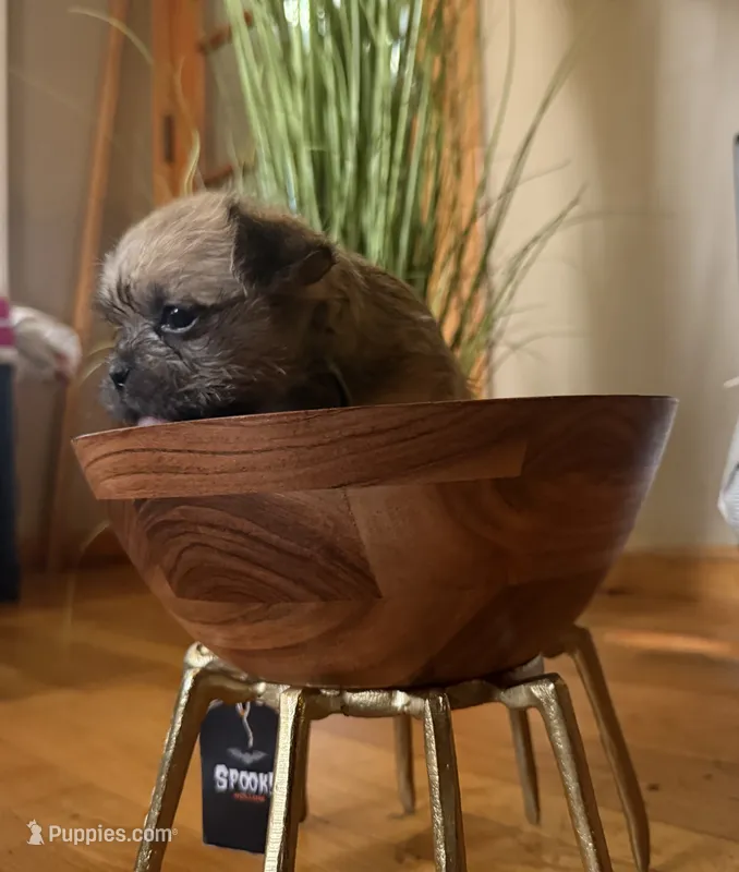 Coi – Shih Tzu puppy for sale in Eastpointe, MI