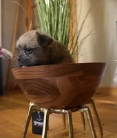 Coi, a female Shih Tzu for sale in Eastpointe, MI – 1 of 1