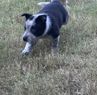 Green, a male Australian Cattle Dog and Border Collie for sale in Burkburnett, TX – 3 of 4