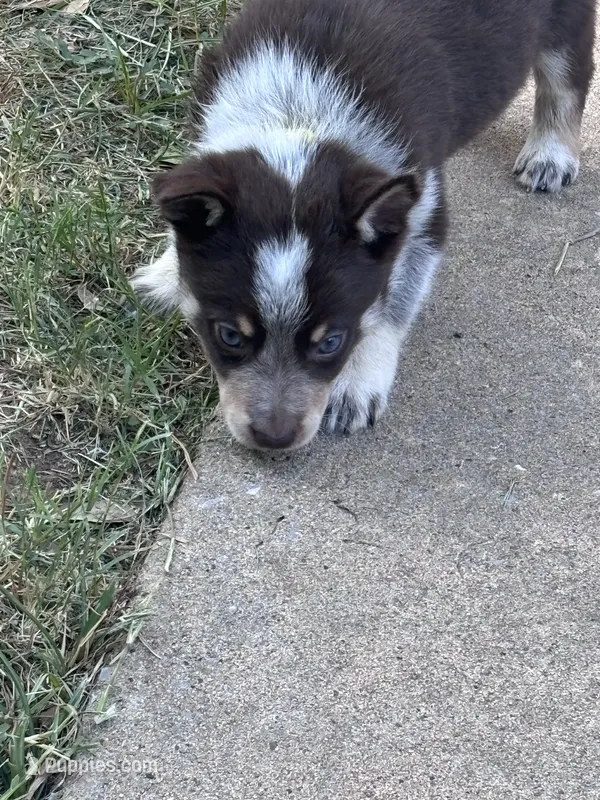 Yellow – Australian Cattle Dog, Border Collie puppy for sale in Burkburnett, TX