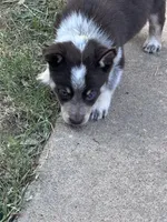 Yellow, a male Australian Cattle Dog and Border Collie for sale in Burkburnett, TX – 1 of 3