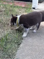 Yellow, a male Australian Cattle Dog and Border Collie for sale in Burkburnett, TX – 2 of 3