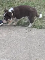 White, a male Australian Cattle Dog and Border Collie for sale in Burkburnett, TX – 3 of 3