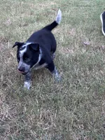 Black, a male Australian Cattle Dog and Border Collie for sale in Burkburnett, TX – 4 of 4