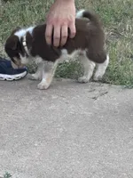 White, a male Australian Cattle Dog and Border Collie for sale in Burkburnett, TX – 2 of 3