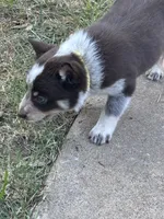 Yellow, a male Australian Cattle Dog and Border Collie for sale in Burkburnett, TX – 3 of 3