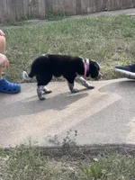 Pinky, a female Australian Cattle Dog and Border Collie for sale in Burkburnett, TX – 2 of 5