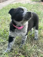 Pinky, a female Australian Cattle Dog and Border Collie for sale in Burkburnett, TX – 5 of 5