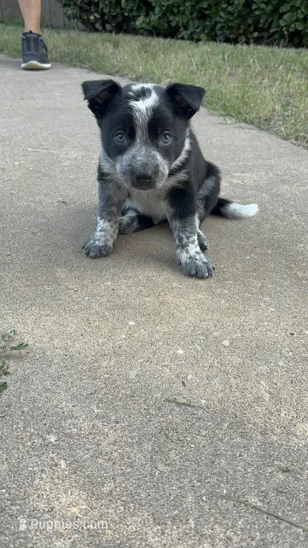 Black – Australian Cattle Dog, Border Collie puppy for sale in Burkburnett, TX