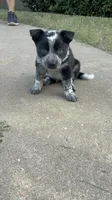 Black, a male Australian Cattle Dog and Border Collie for sale in Burkburnett, TX – 1 of 4