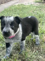 Pinky, a female Australian Cattle Dog and Border Collie for sale in Burkburnett, TX – 1 of 5