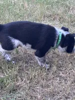 Green, a male Australian Cattle Dog and Border Collie for sale in Burkburnett, TX – 2 of 4