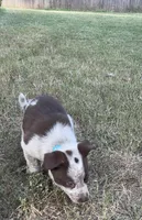 Blue, a male Australian Cattle Dog and Border Collie for sale in Burkburnett, TX – 3 of 5