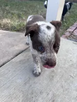 Blue, a male Australian Cattle Dog and Border Collie for sale in Burkburnett, TX – 2 of 5