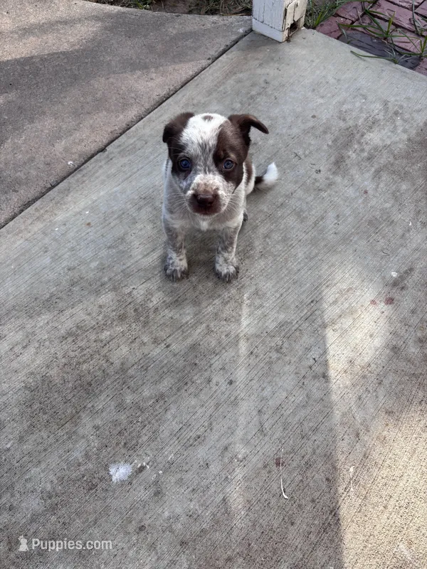 Blue – Australian Cattle Dog, Border Collie puppy for sale in Burkburnett, TX