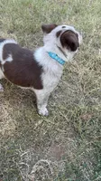 Blue, a male Australian Cattle Dog and Border Collie for sale in Burkburnett, TX – 4 of 5