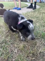 Pinky, a female Australian Cattle Dog and Border Collie for sale in Burkburnett, TX – 3 of 5