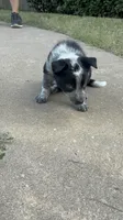 Black, a male Australian Cattle Dog and Border Collie for sale in Burkburnett, TX – 2 of 4