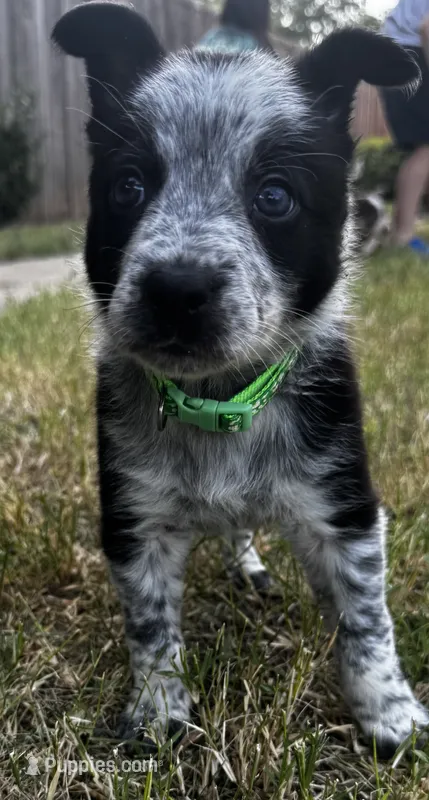 Green – Australian Cattle Dog, Border Collie puppy for sale in Burkburnett, TX