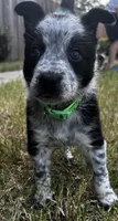 Green, a male Australian Cattle Dog and Border Collie for sale in Burkburnett, TX – 1 of 4