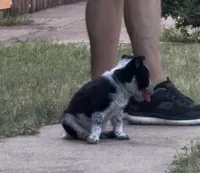 Green, a male Australian Cattle Dog and Border Collie for sale in Burkburnett, TX – 4 of 4
