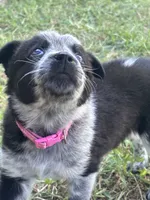 Pinky, a female Australian Cattle Dog and Border Collie for sale in Burkburnett, TX – 4 of 5