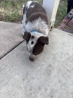 Blue, a male Australian Cattle Dog and Border Collie for sale in Burkburnett, TX – 5 of 5