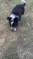 Black, a male Australian Cattle Dog and Border Collie for sale in Burkburnett, TX – 3 of 4
