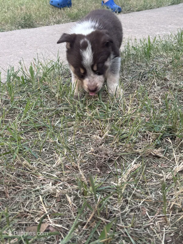White – Australian Cattle Dog, Border Collie puppy on hold in Burkburnett, TX