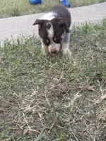 White, a male Australian Cattle Dog and Border Collie for sale in Burkburnett, TX – 1 of 3