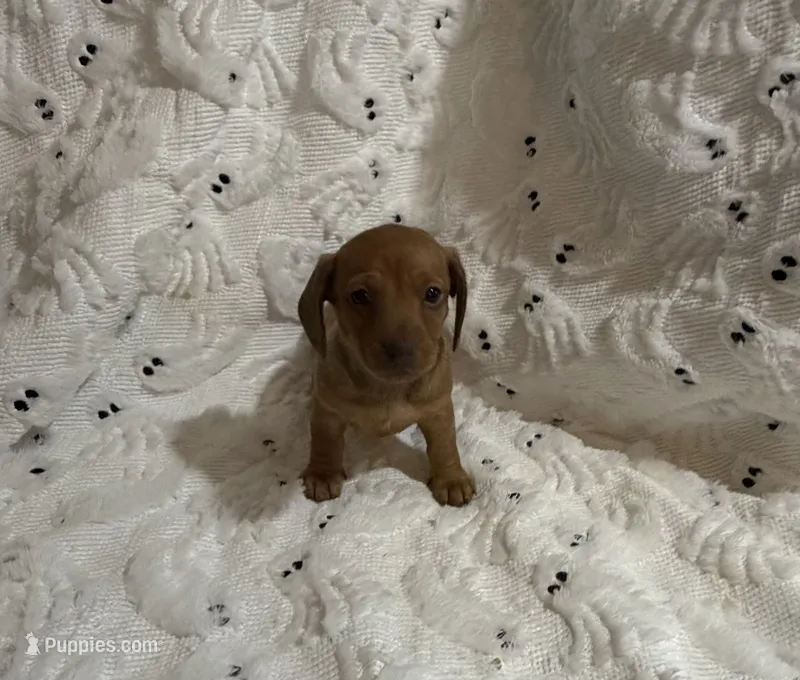 Jessie – Miniature Dachshund puppy for sale in Smithsburg, MD
