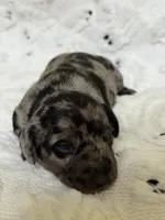 Buzz, a male Miniature Dachshund for sale in Smithsburg, MD – 2 of 7