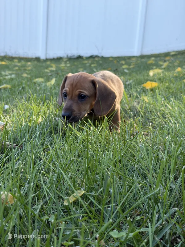BoPeep – Miniature Dachshund puppy for sale in Smithsburg, MD