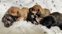 Woody, a male Miniature Dachshund for sale in Smithsburg, MD – 5 of 10
