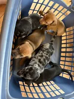 BoPeep, a female Miniature Dachshund for sale in Smithsburg, MD – 7 of 9
