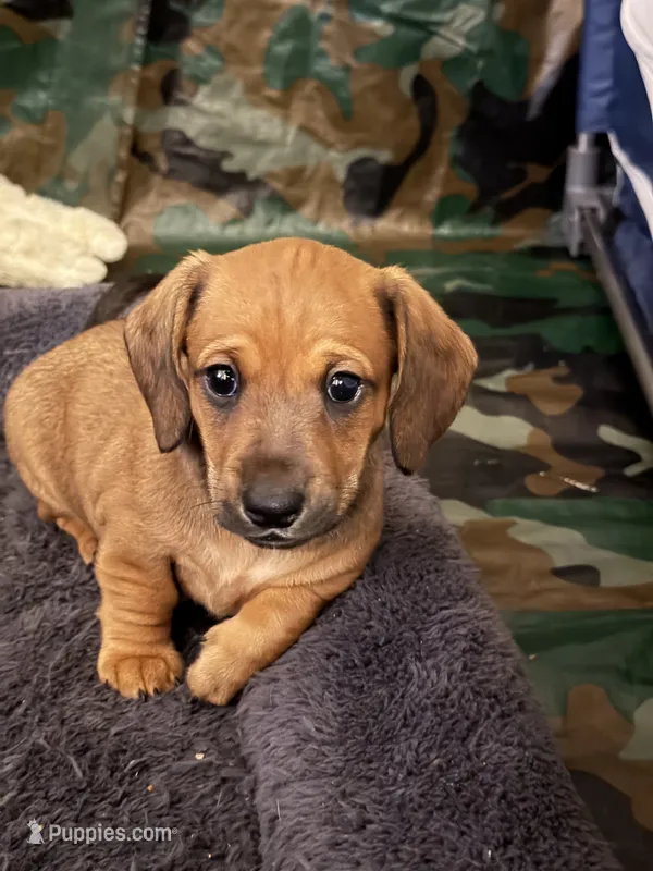 BoPeep – Miniature Dachshund puppy for sale in Smithsburg, MD