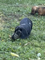 Woody, a male Miniature Dachshund for sale in Smithsburg, MD – 3 of 10