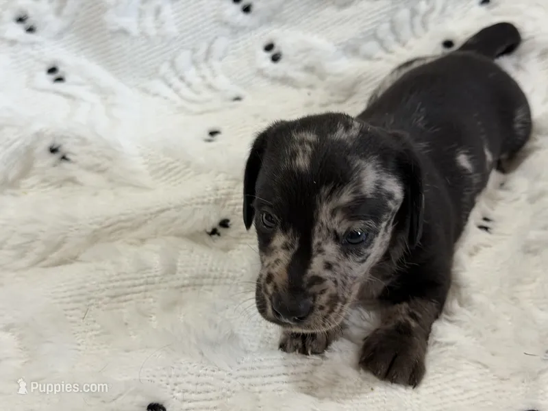 Woody – Miniature Dachshund puppy for sale in Smithsburg, MD