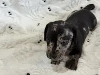Woody, a male Miniature Dachshund for sale in Smithsburg, MD – 1 of 10