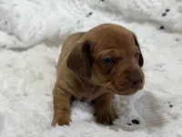 Jessie, a female Miniature Dachshund for sale in Smithsburg, MD – 1 of 10